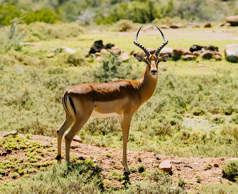 conderving-karoo-2
