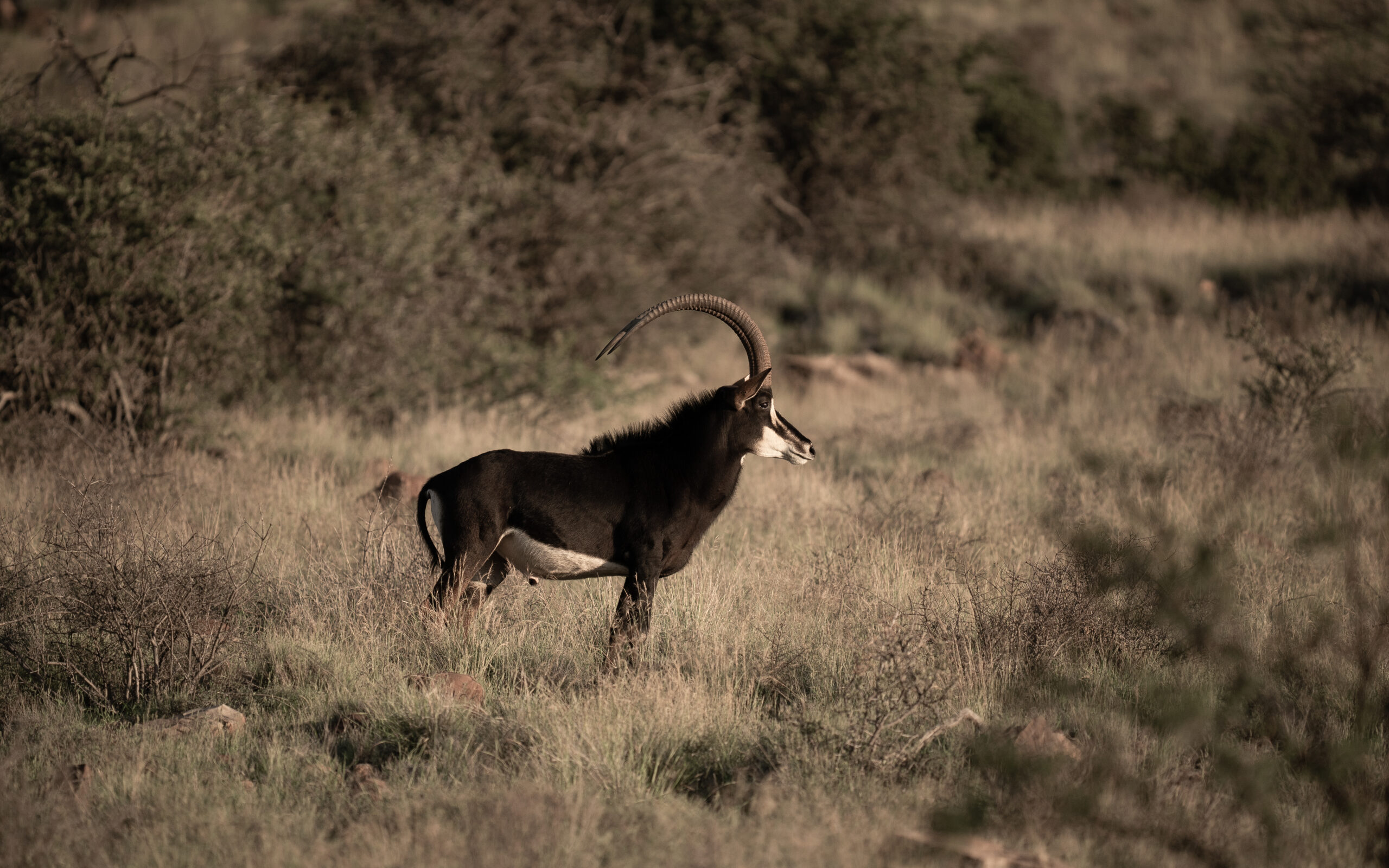 ntoni sabkle antilope