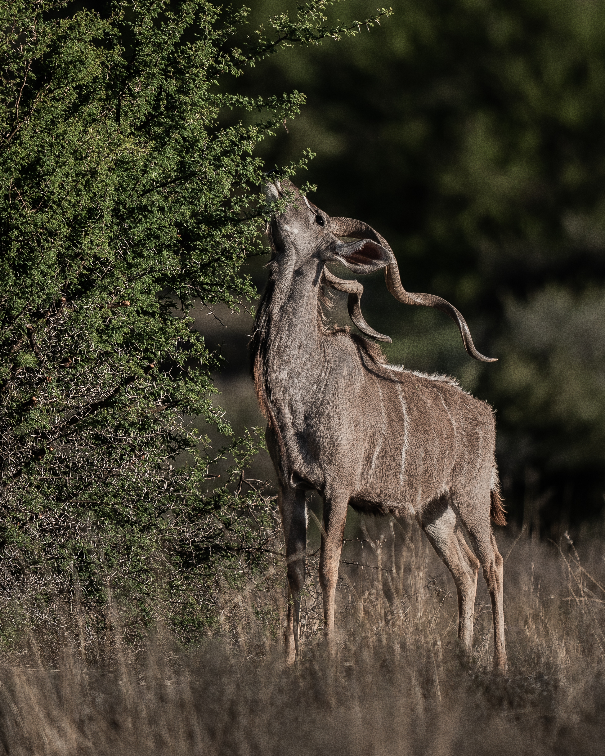 Ntoni kudu male