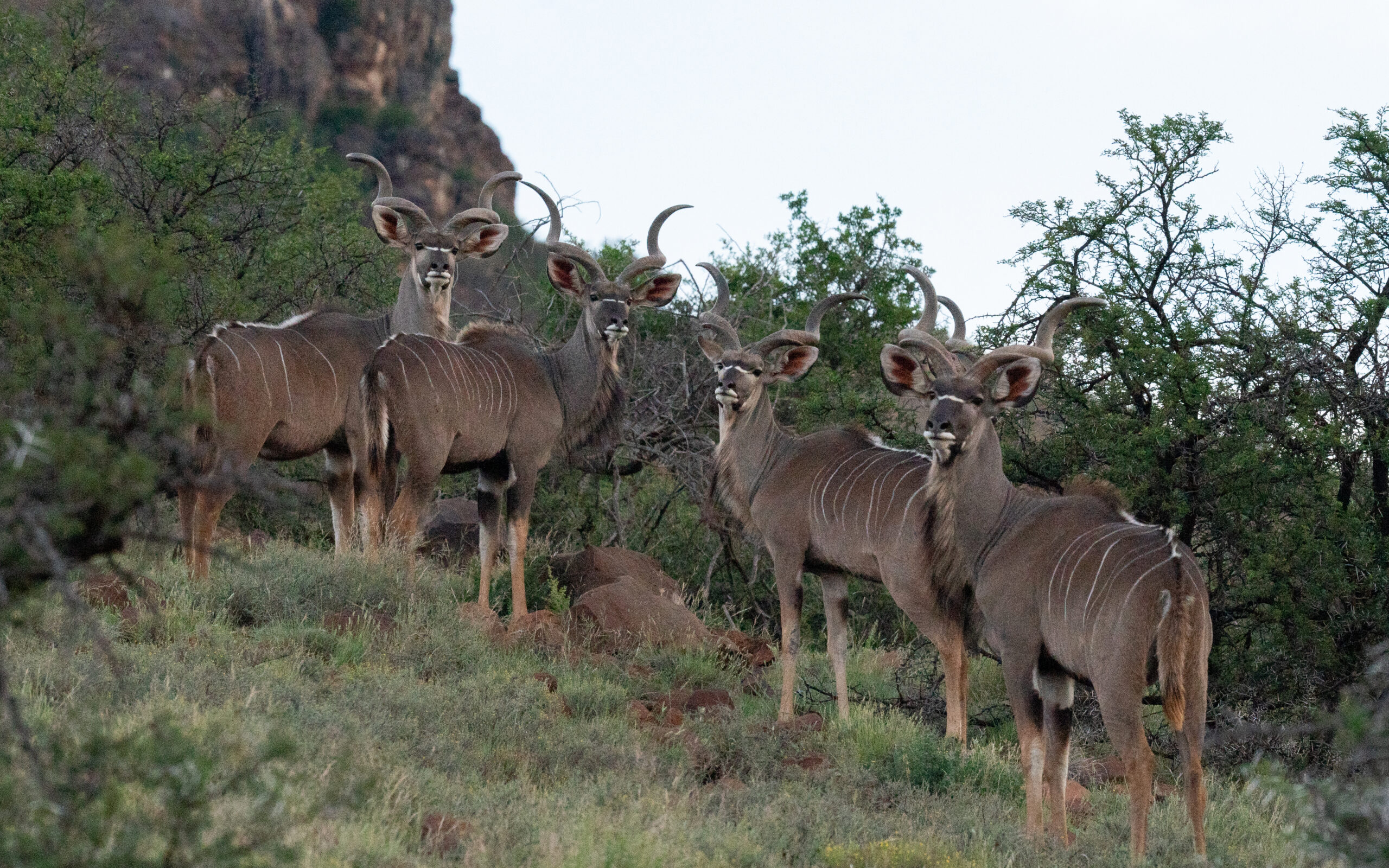 Ntoni kudu male