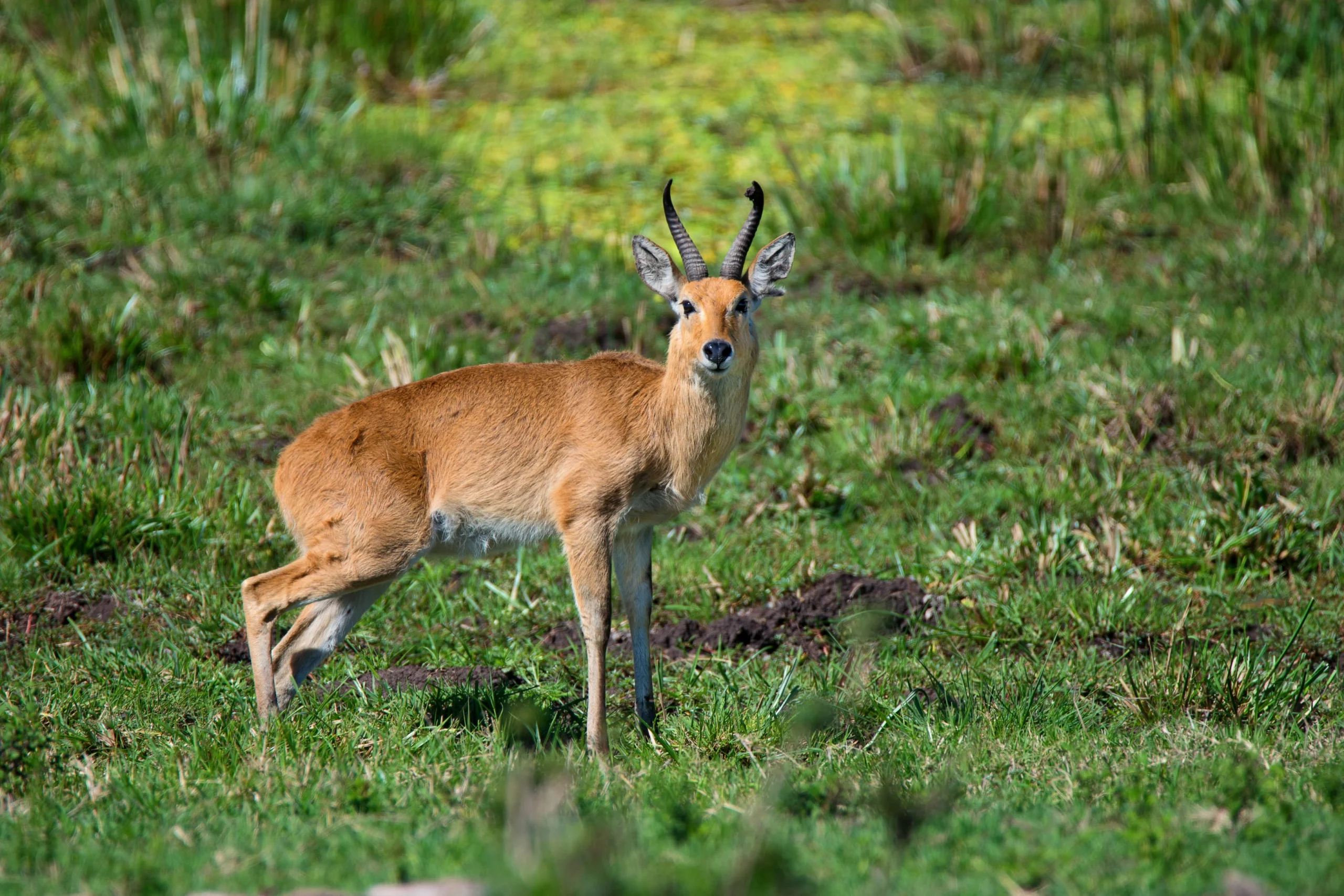Mountain Reed Back Mountain Reedbuck - NTONI Karoo Game Reserve