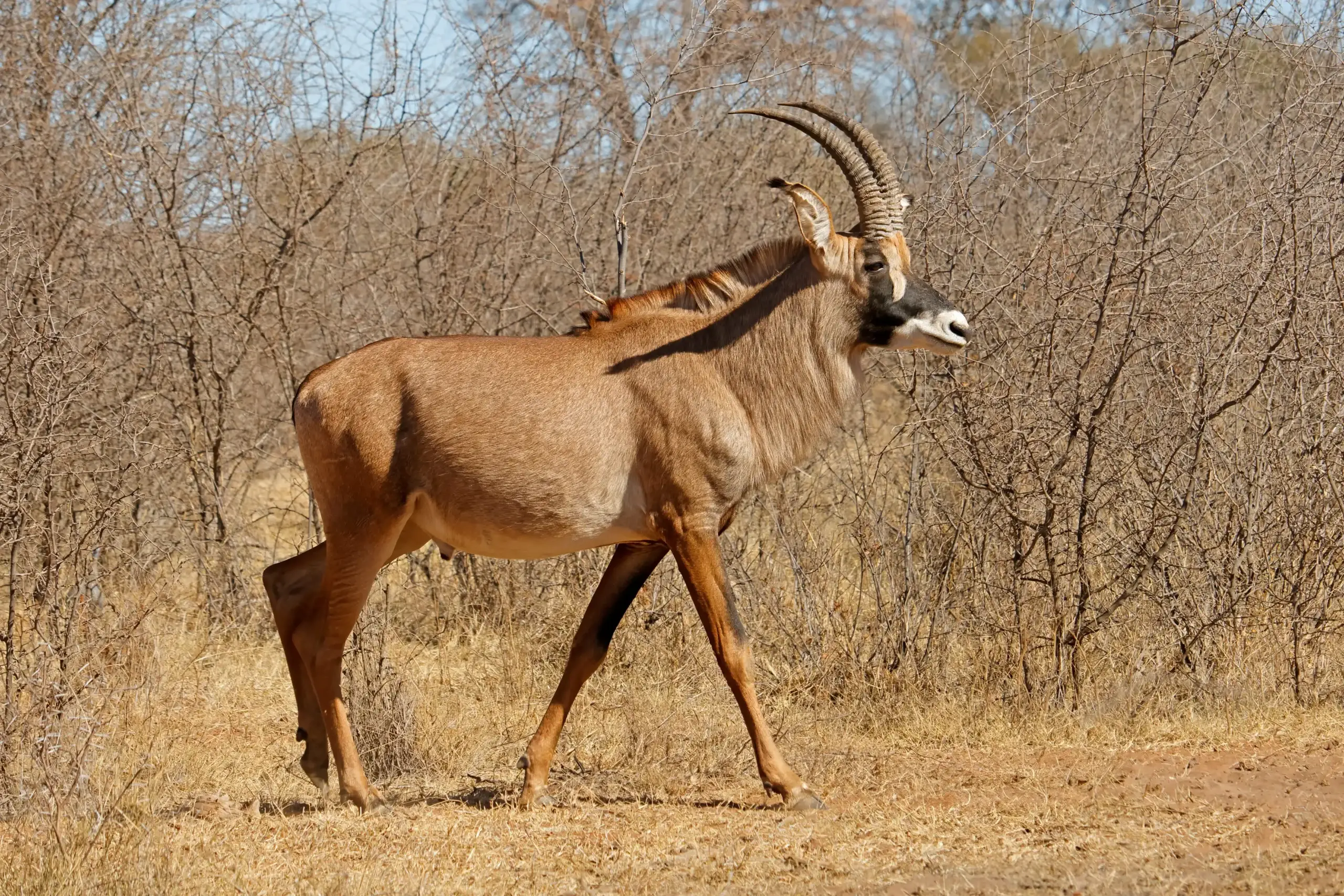 Roan antelope at NTONI Karoo Game Reserve in South Africa